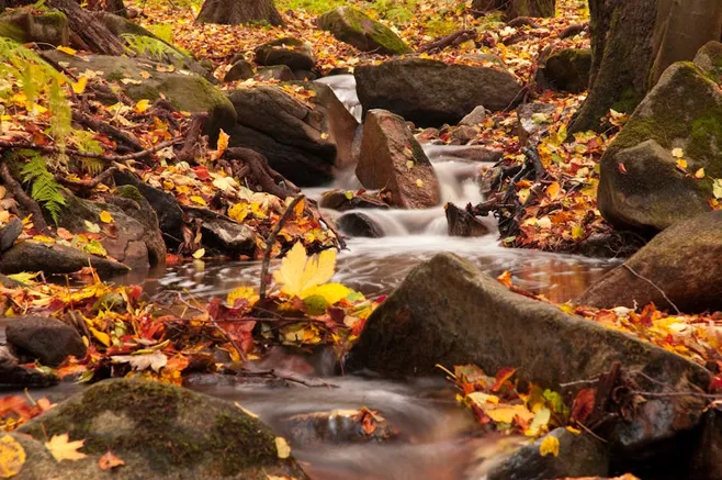 1. ¿Cuánto tiempo tarda un esqueje en enraizar en agua?