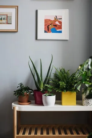 1. ¿Puedo plantar varias plantas de aloe vera en la misma maceta?