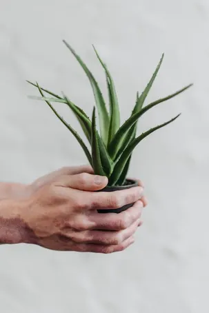 2. ¿Cuál es la mejor época para trasplantar una planta de aloe vera?