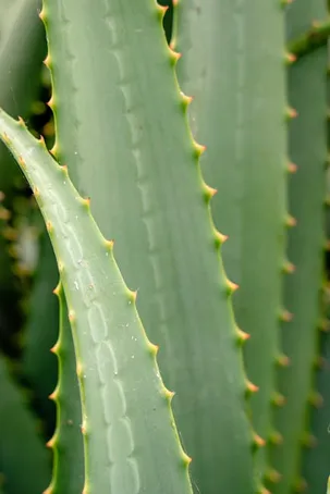 2. ¿El gel de aloe vera funciona para todo tipo de quemaduras?