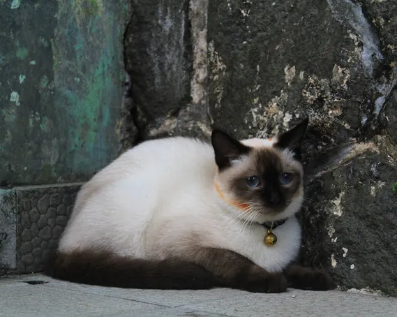 2. ¿Qué síntomas puede presentar un gato que ha ingerido aloe vera?