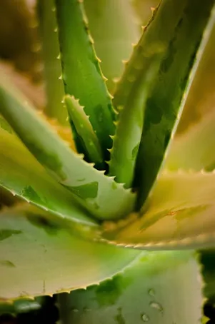 3. ¿Necesito fertilizar mi aloe vera?