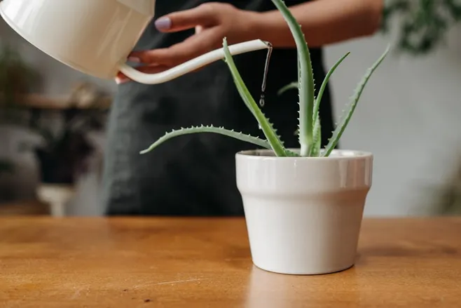 3. ¿Puedo regar mi aloe vera por encima de las hojas?