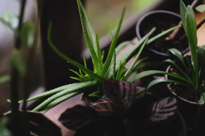 3. Verifica la variedad de aloe vera