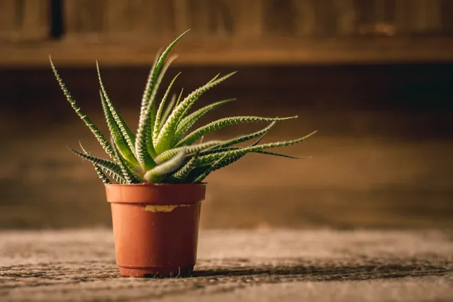 4. ¿Es normal que mi planta de aloe vera tenga hojas marrones?