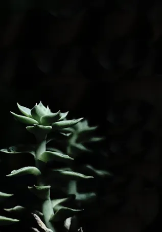 4. ¿Puedo usar la mascarilla de aloe vera si tengo acné?