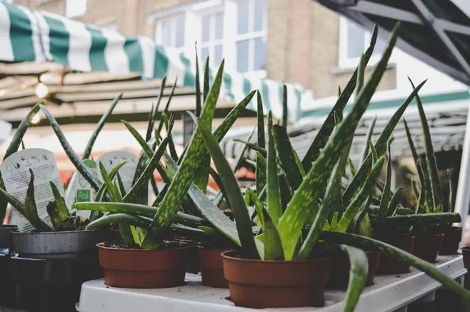 4. ¿Puedo utilizar tierra normal para plantar los hijos de aloe vera?