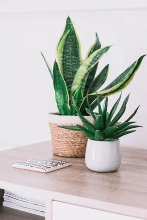 4. ¿Qué cuidados necesitan las nuevas plantas de Aloe Vera?