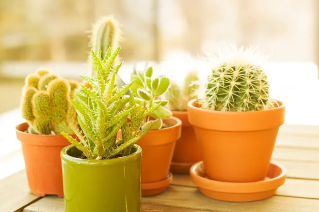 5. ¿Cómo puedo saber si mi aloe vera está recibiendo demasiada o muy poca luz?