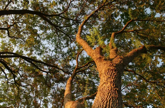 5. Evita trasplantar tu planta en invierno