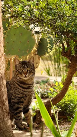 5. ¿Hay plantas suculentas que sean seguras para los gatos?