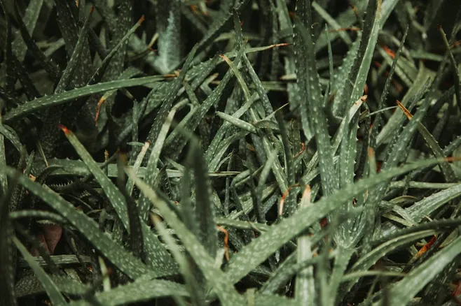 5. ¿Puedo dejar mi Aloe vera afuera durante el invierno?