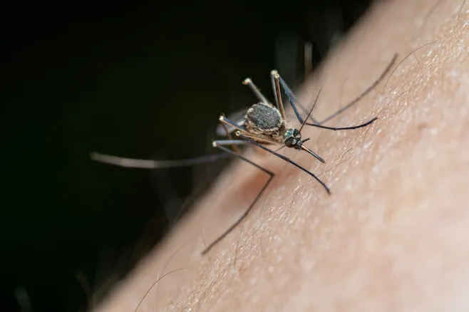 5. Tratamiento para las picaduras de insectos