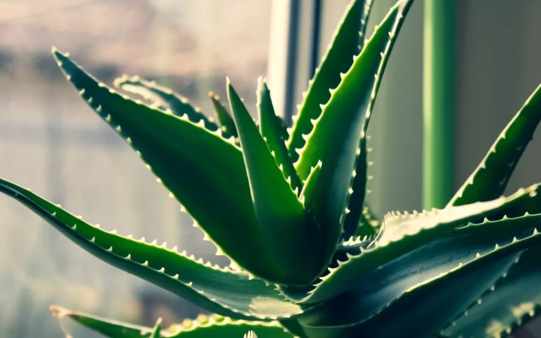 6 cuidados esenciales para tu planta de aloe vera