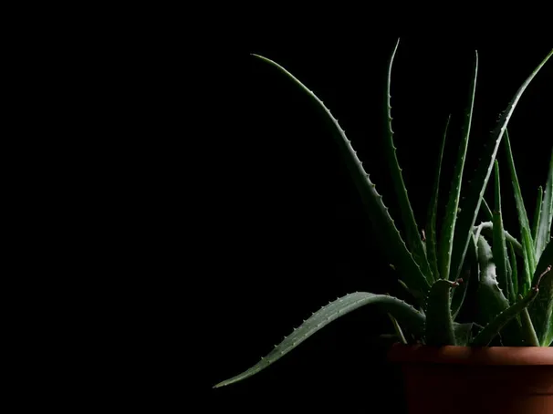 Aloe vera Barbadensis Miller