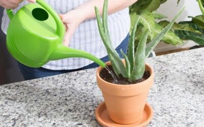 Aloe vera: ¿cuántas veces al mes debes regarlo?