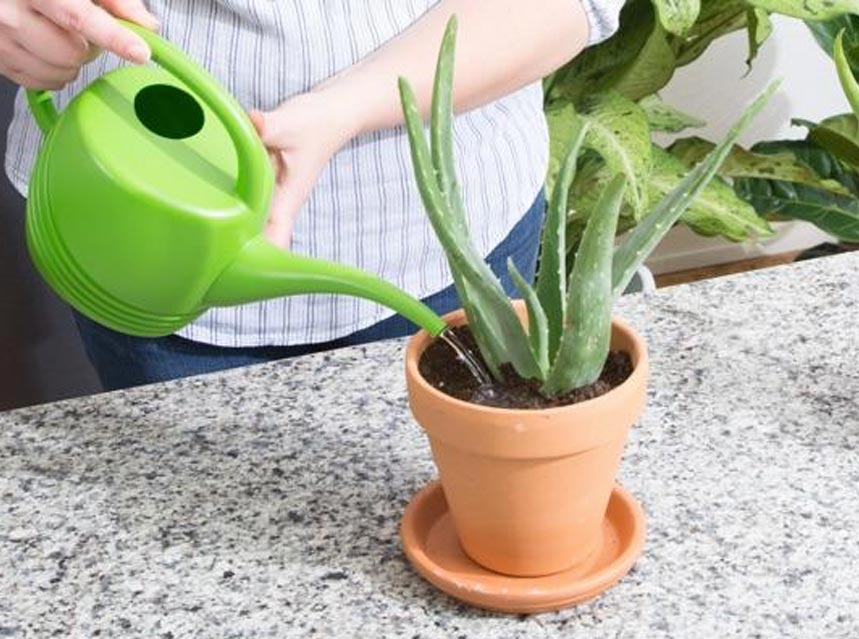 aloe-vera-cuantas-veces-al-mes-debes-regarlo