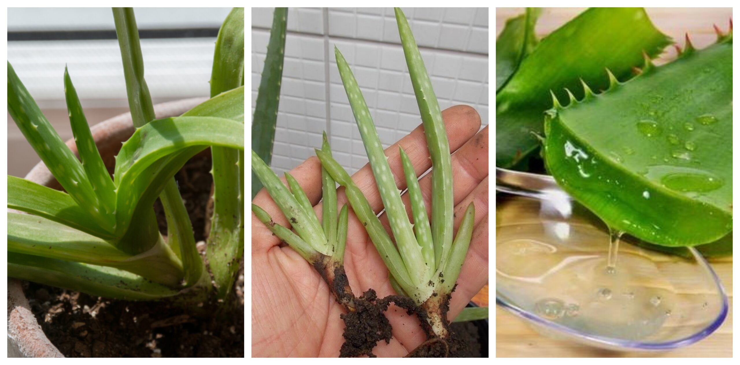 aloe-vera-cuanto-tarda-en-crecer-descubrelo-aqui