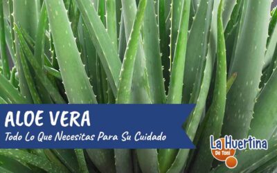 Aloe Vera: el fungicida natural que necesitas