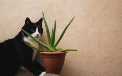 Aloe vera: el salvador de tu gato en casa