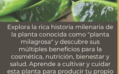 Aloe Vera Flor: La planta milagrosa para tu piel y salud
