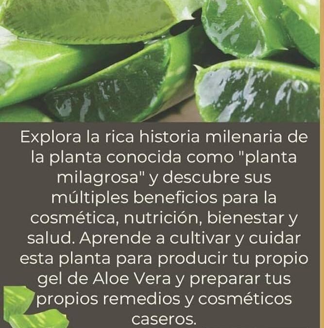 Aloe Vera Flor: La planta milagrosa para tu piel y salud