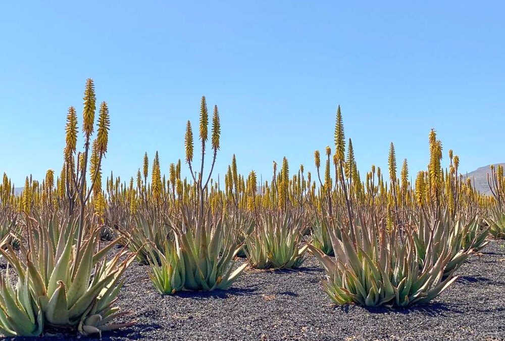 Aloe vera gigante: descubre todo sobre su impresionante floración