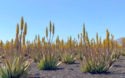 Aloe vera gigante: descubre todo sobre su impresionante floración