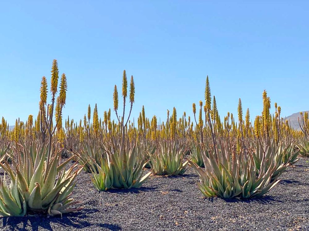 aloe-vera-gigante-descubre-todo-sobre-su-impresionante-floracion