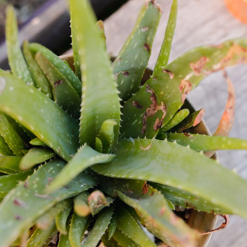 aloe-vera-hojas-amarillas-solucion-facil
