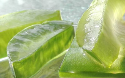 Aloe Vera: La solución natural para las heladas