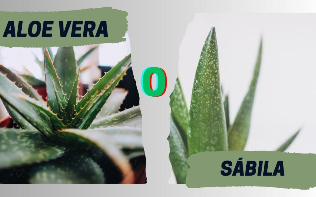 Aloe vera vs sábila: ¿Cuál es la diferencia real?
