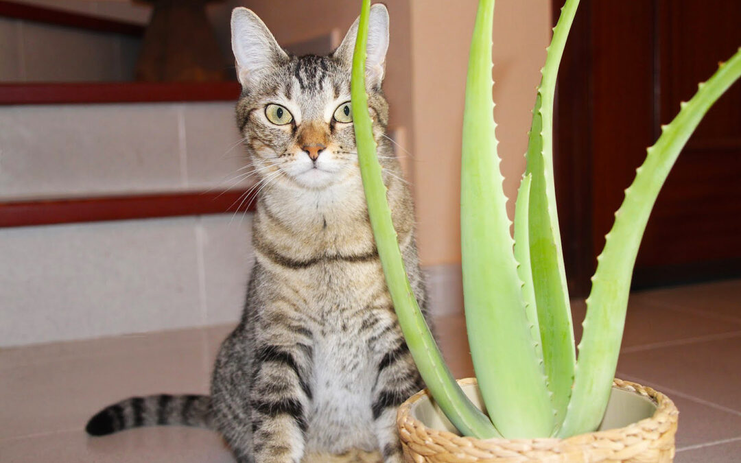 Aloe vera para gatos: beneficios y cuidados