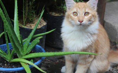 Aloe vera y gatos: ¿es seguro para tu mascota?