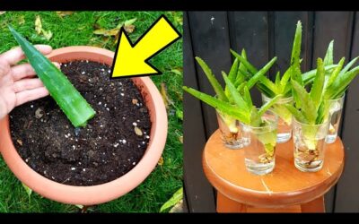 Aprende a reproducir Aloe Vera: guía completa