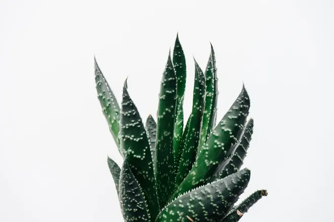 Beneficios antiinflamatorios del Aloe Vera