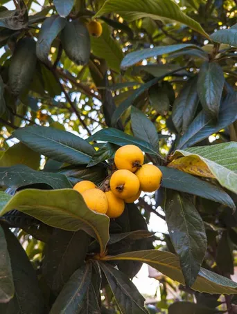 Beneficios de las hojas de guayaba para la salud