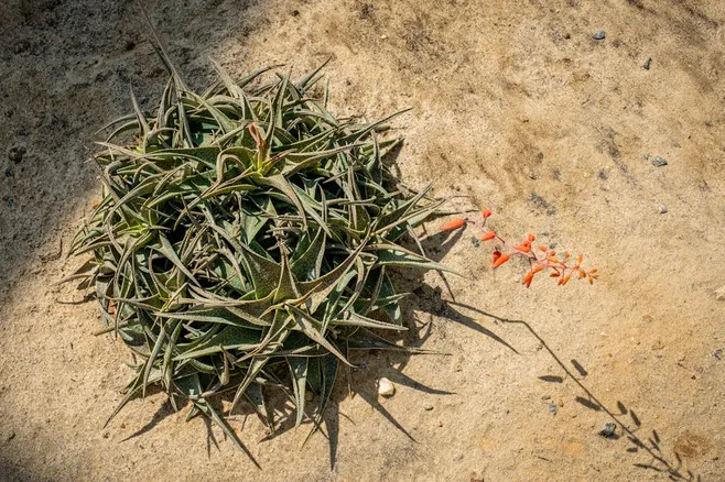 ¿Cómo aterrizar mi aloe vera?