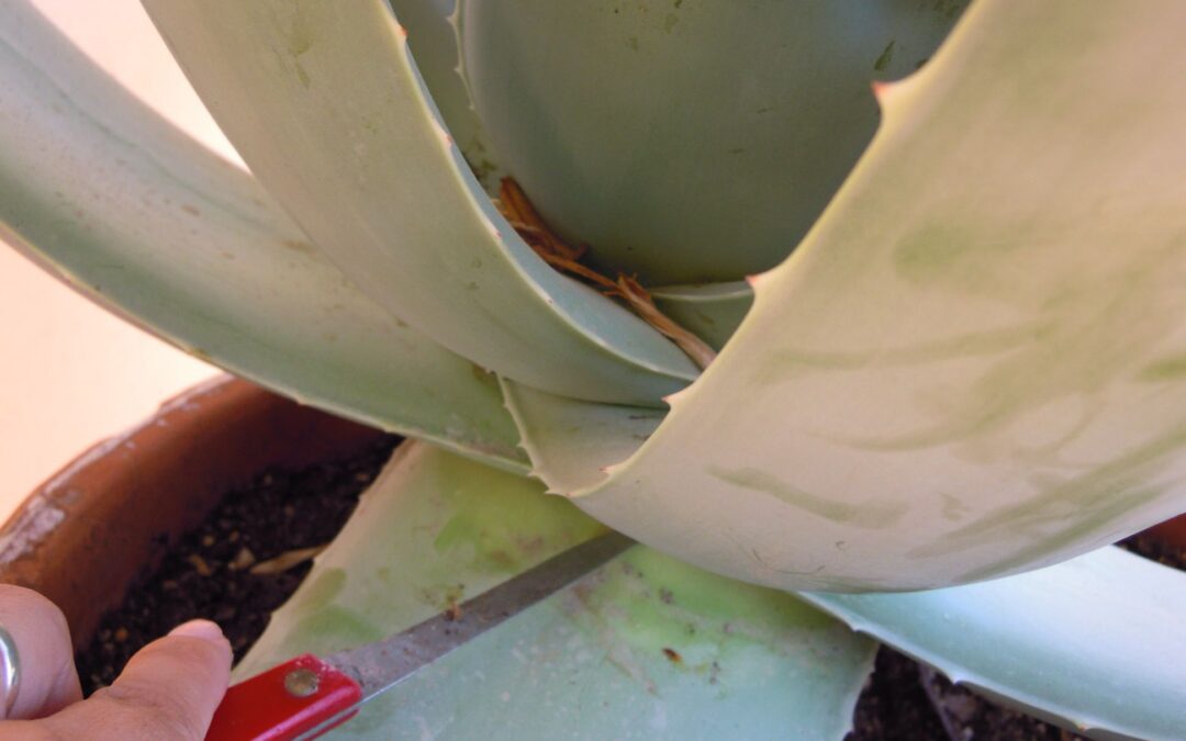 Cómo cortar las hojas de Aloe Vera sin dañar la planta: guía práctica