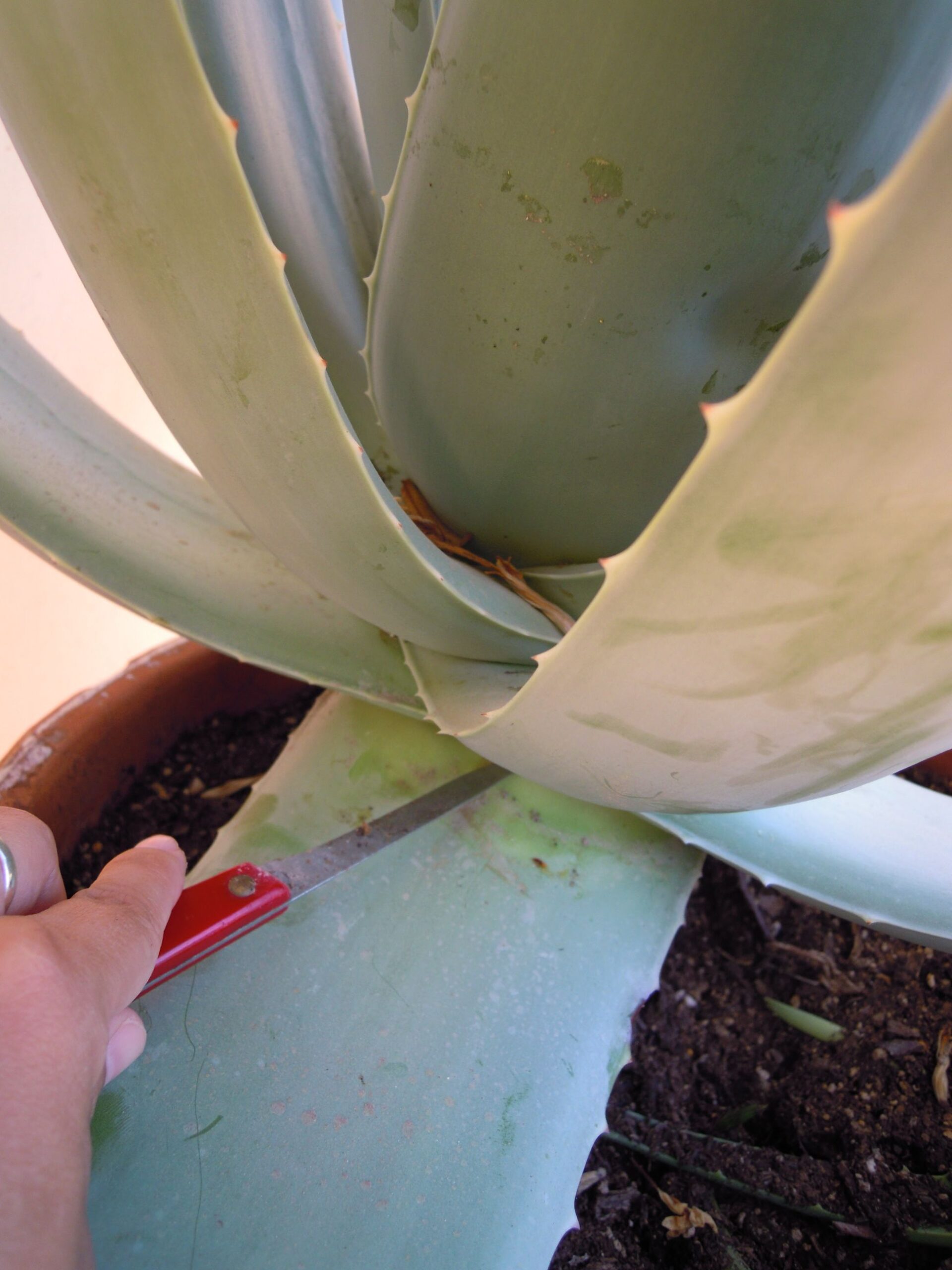 como-cortar-las-hojas-de-aloe-vera-sin-danar-la-planta-guia-practica
