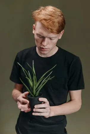 Cómo cuidar tus plantas jóvenes de aloe vera
