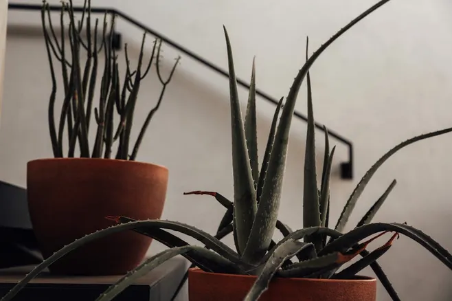 Cómo cultivar aloe vera en casa