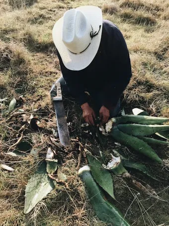 ¿Cómo funciona el aloe vera como gel fijador?