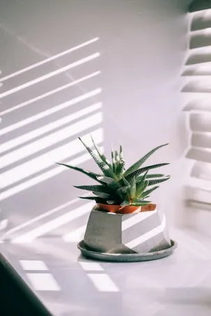 ¿Cómo reproducir el aloe vera?