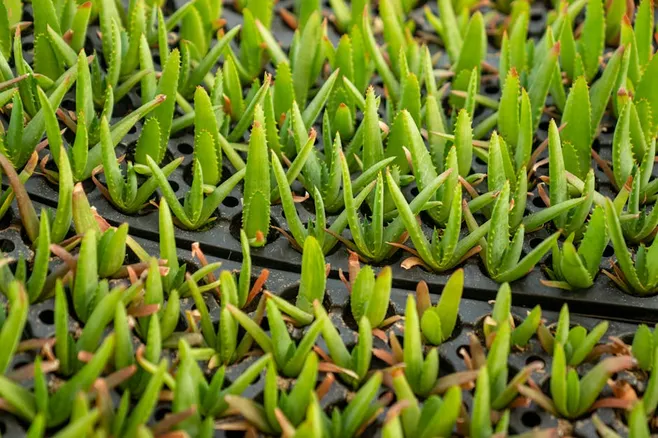 ¿Cómo se prepara el aloe vera crudo para su consumo?