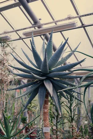 Consejos para cuidar tu planta de aloe vera