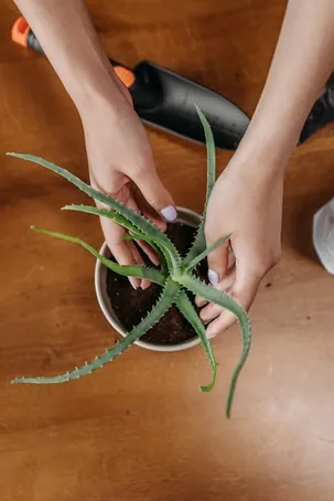 Consejos para cultivar aloe vera