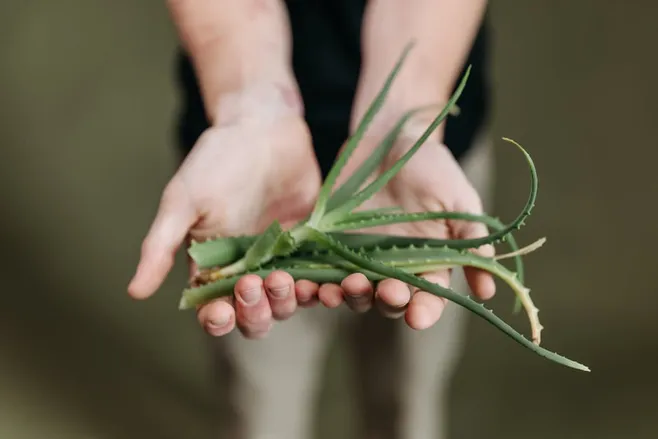 Consideraciones al utilizar el Aloe Vera en tus manos