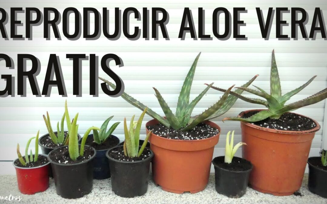 Consigue hijos del aloe vera y rejuvenece tus plantas