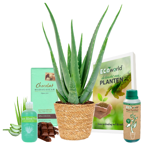 ¡Consigue tu aloe vera! Plantas en venta ahora
